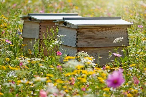 Ruches installées dans un champ fleuri
