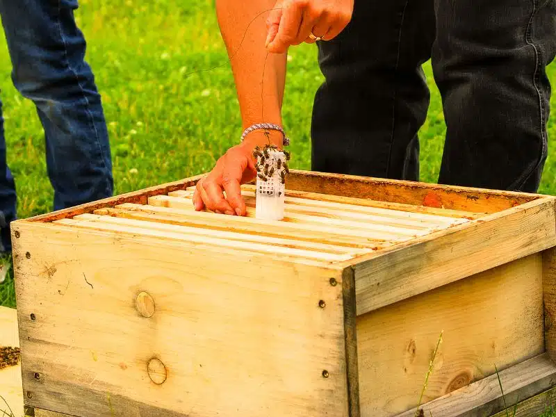 Nouvelles colonies d’abeilles Parrainage d'abeilles par un particulier | Adopte des abeilles à Nice, Cannes, Mougins et en PACA 06