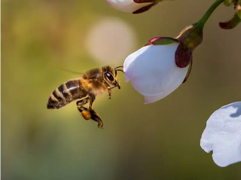Parrainage de ruche par un particulier à Valbonne (06) (1) Parrainage d'abeilles par un particulier | Adopte des abeilles à Nice, Cannes, Mougins et en PACA 06