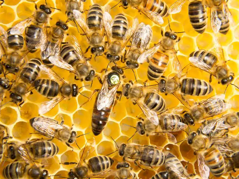 Parrainage de ruche par un particulier dans le 06 Parrainage d'abeilles par un particulier | Adopte des abeilles à Nice, Cannes, Mougins et en PACA 06