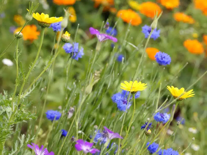 Un geste pour l’environnement Parrainage d'abeilles par un particulier | Adopte des abeilles à Nice, Cannes, Mougins et en PACA 06